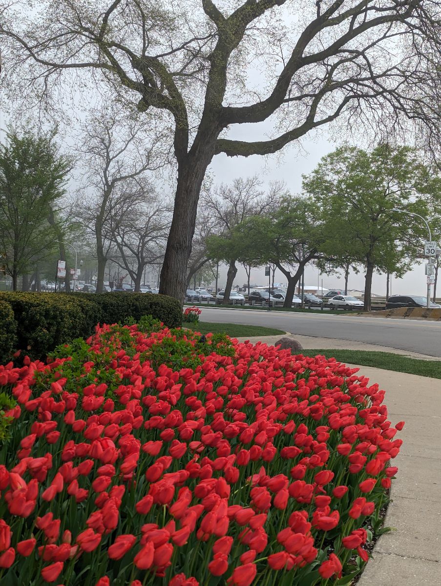 Tulips and the 999 Elm along East Lake Shore Drive