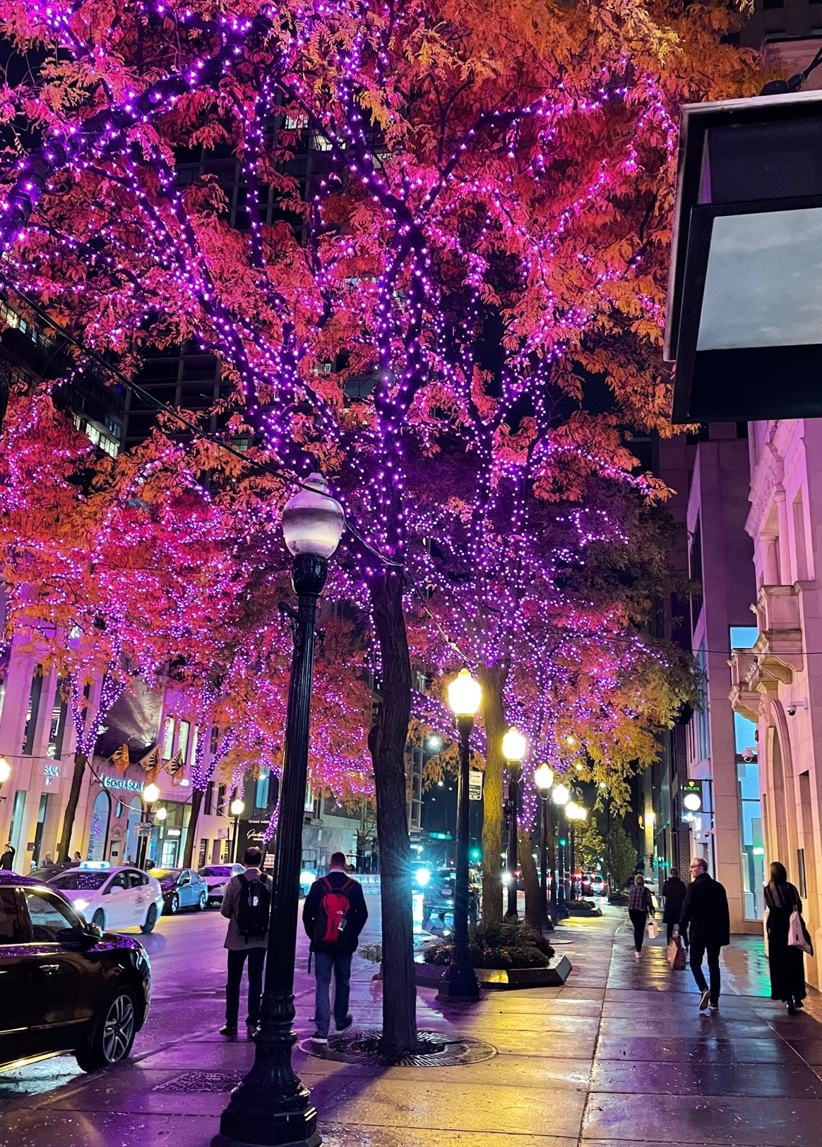 Fall Lights on Oak St