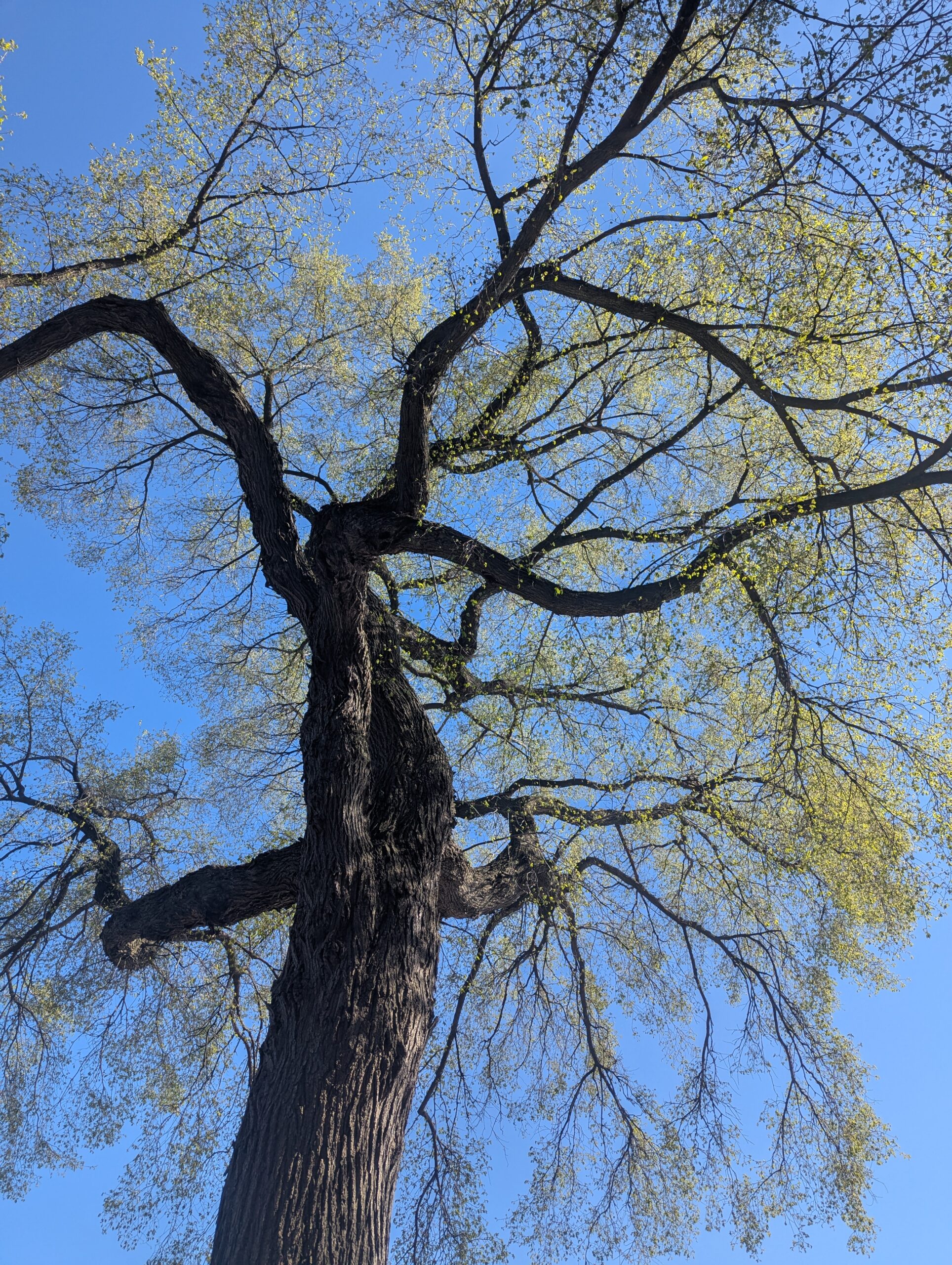 999 LSD Elm, More than 100 Years Old