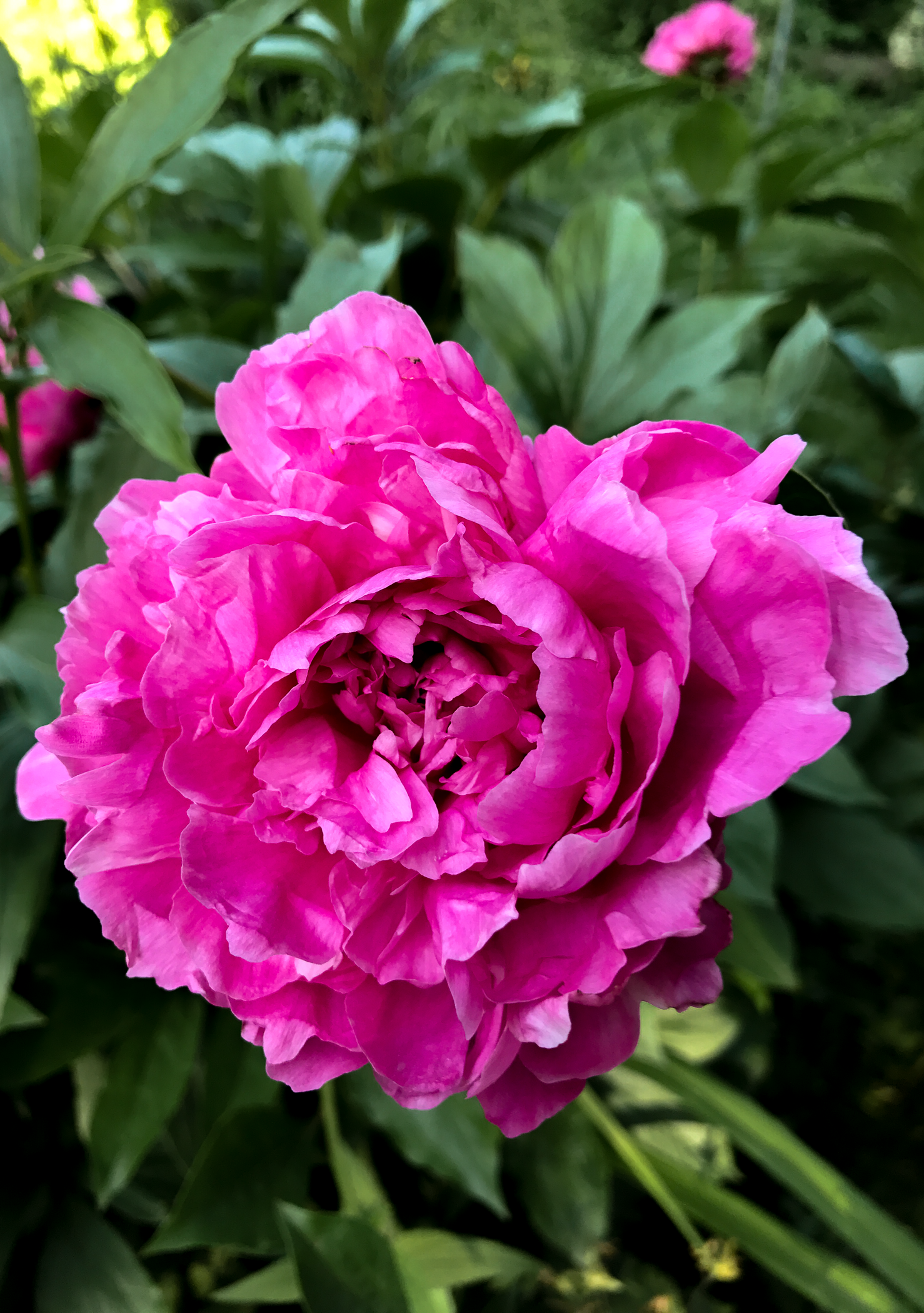 Peony Season is Upon Us in Rosemary’s Garden If you like our weekly photos, you will love our upcoming book, Rosemary’s Garden: A Photo Almanac of a Midwest Cottage Garden.