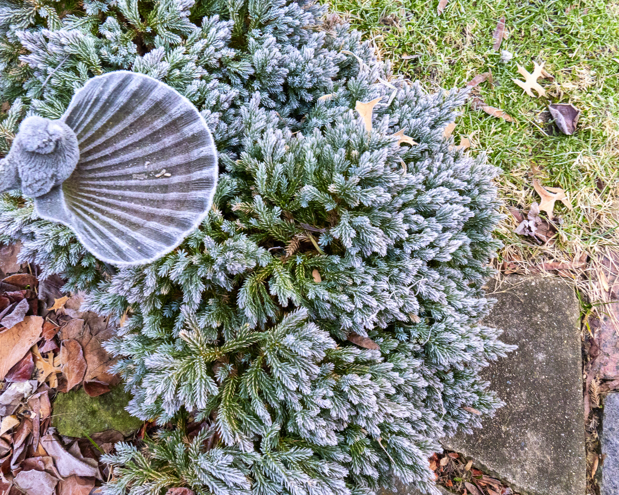 Seed heads in winter