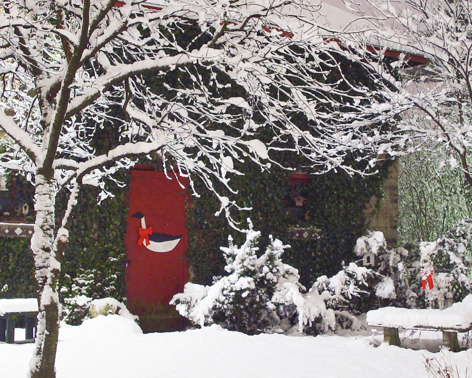 Christmastime in the garden