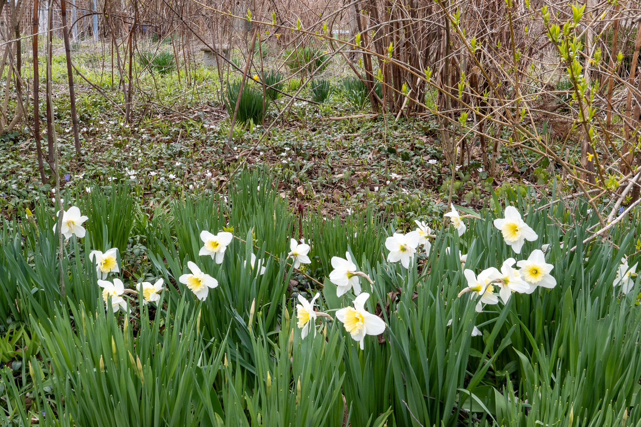 Spring bulbs emerging