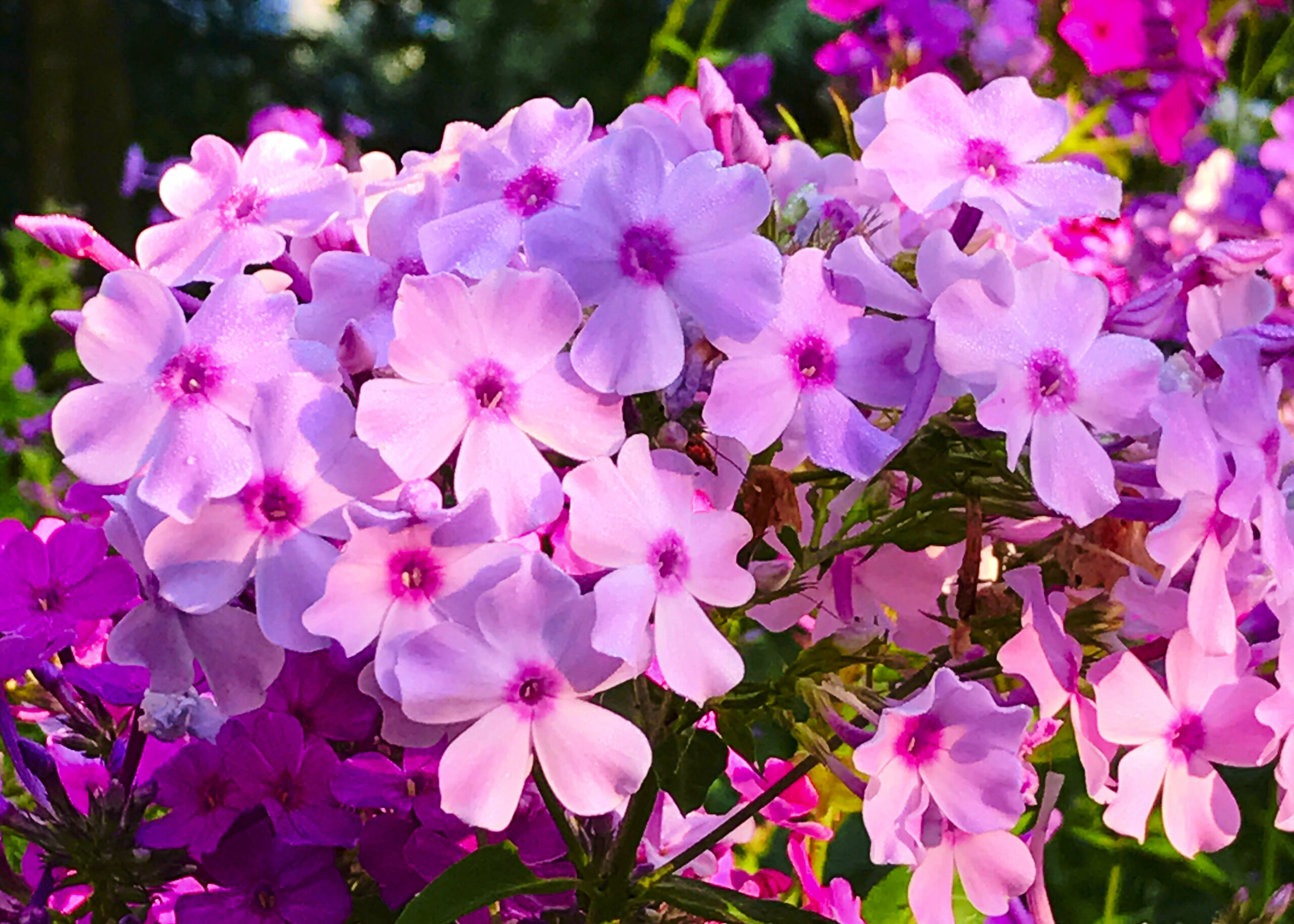 Phlox in bloom