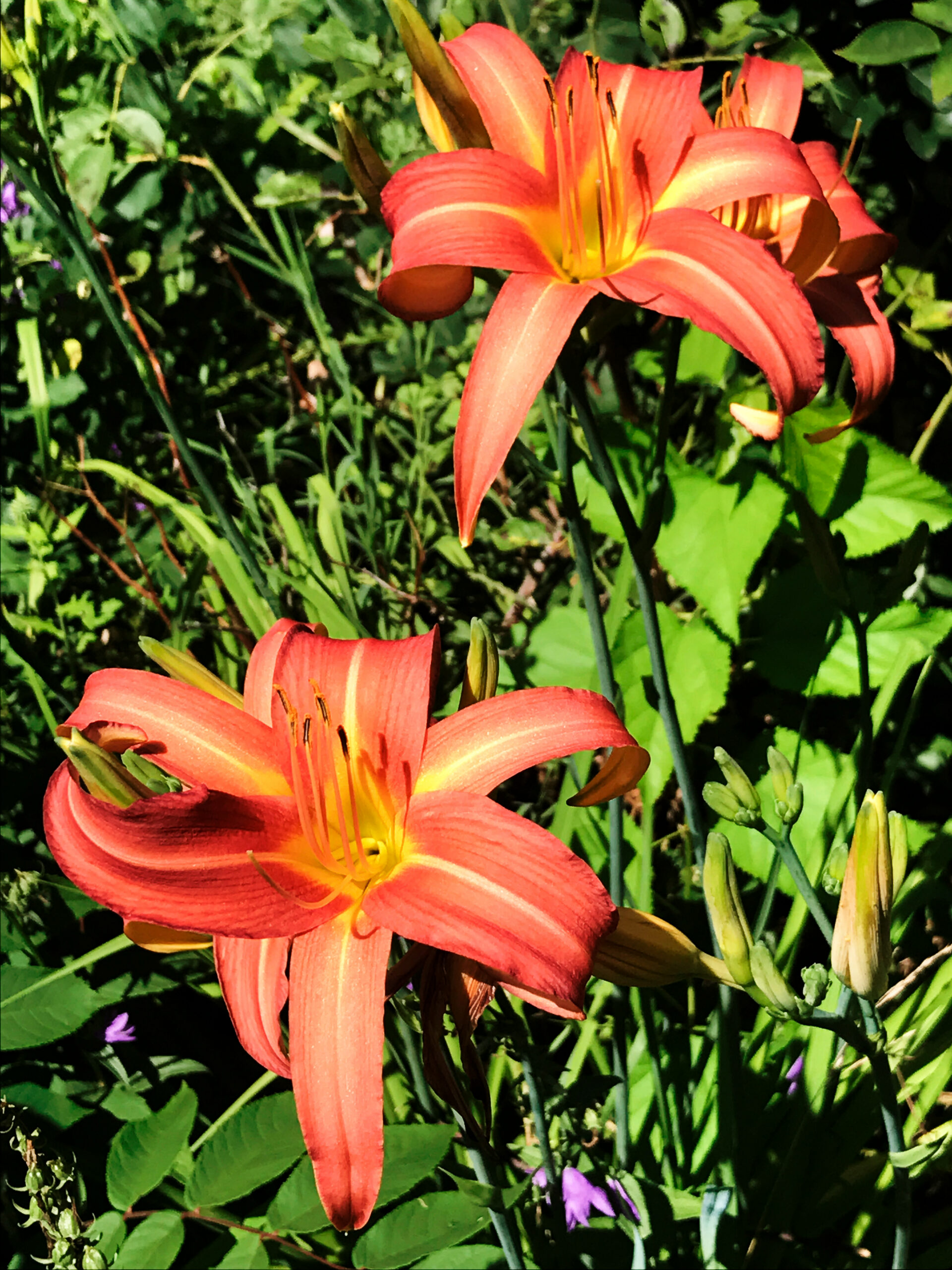 Daylilies