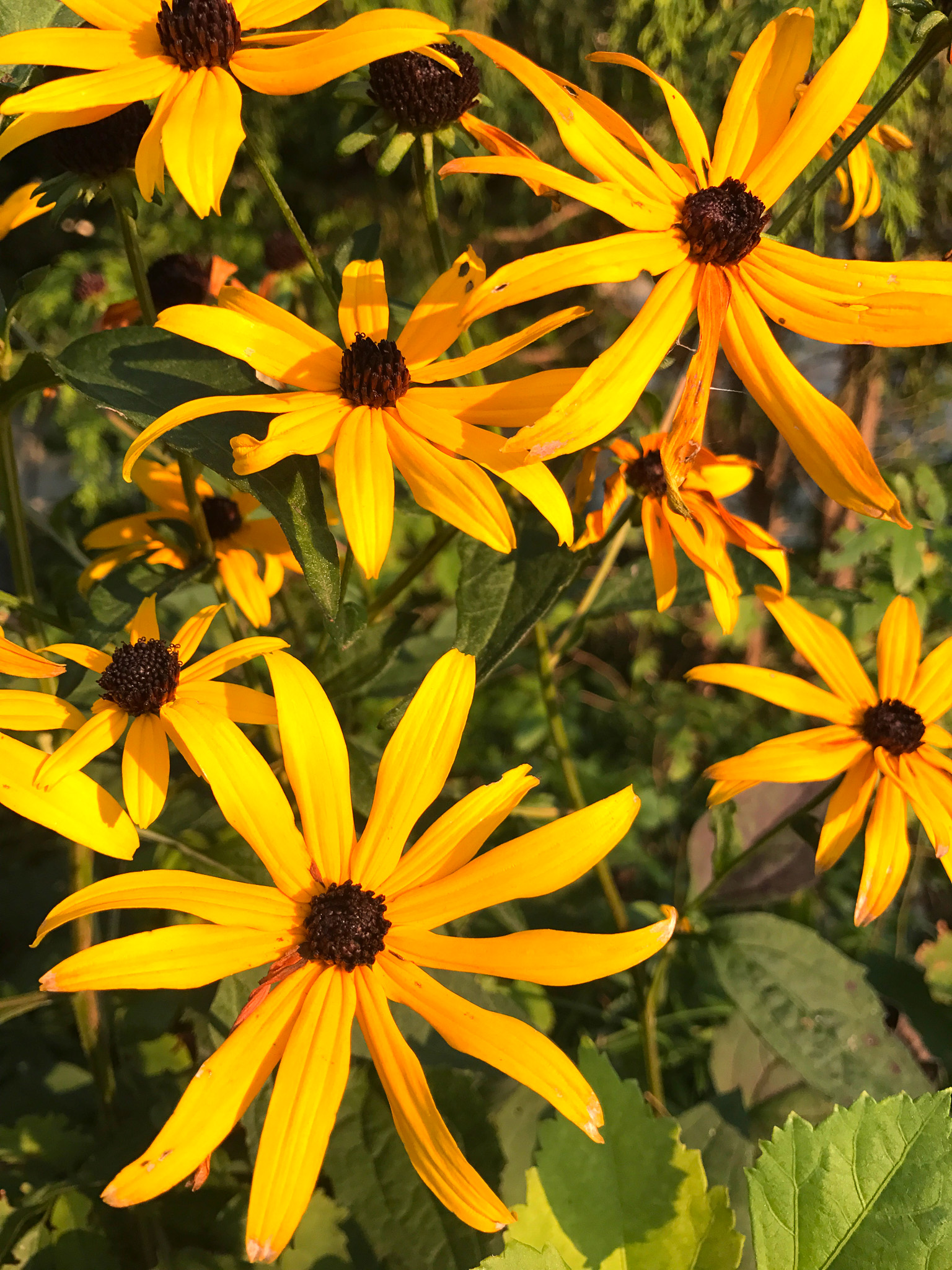 Black-eyed Susans
